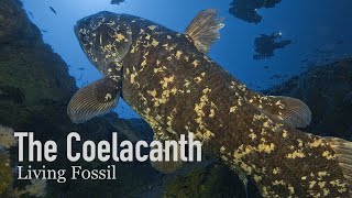 Coelacanths Living Fossils of the Sea [upl. by Bellis]