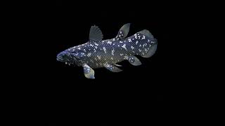 Coelacanth swims [upl. by Verla]