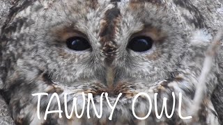 Tawny Owl Call Three different calls [upl. by Eikcir]