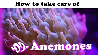 Sea Anemones A How to Guide for Selection Care and Feeding [upl. by Servetnick]