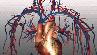 The Heart and Major Vessels  PART 2  Anatomy Tutorial [upl. by Tiphanie]