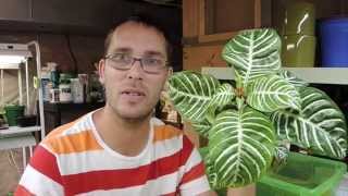 Lets grow a Zebra Plant  Aphelandra squarrosa [upl. by Kazmirci]