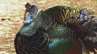 12 11 Ocellated Turkey [upl. by Aicnarf]