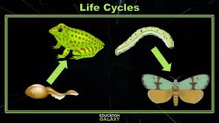 4th Grade  Science  Life Cycles  Topic Overview [upl. by Timoteo]