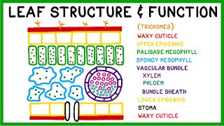 Leaf Structure and Function [upl. by Adnalu23]