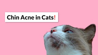 Cat Acne  Symptoms Causes amp How to Treat It [upl. by Haugen]