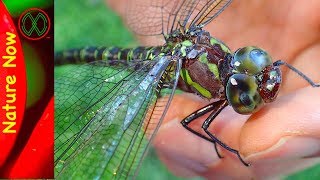 DINOSAUR Dragonfly IRL [upl. by Modie376]