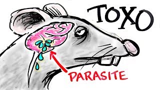 Toxoplasma  The Parasite That Turns FEAR Into DESIRE [upl. by Nitsrik]