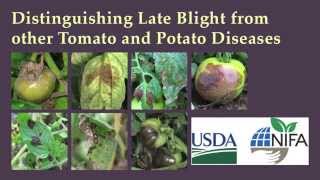 Distinguishing Late Blight from Other Tomato and Potato Diseases [upl. by Rubie]