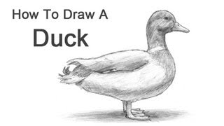 How to Draw a Duck [upl. by Beach489]