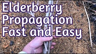 Hardwood Propagation  EASY Elderberry cuttings and more [upl. by Liauqram981]