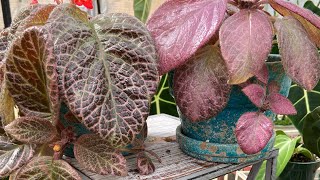 How ToEpiscia Care And Propagation [upl. by Adniram]