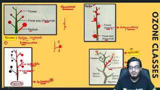 Types of Inflorescence Racemose Cymose Special type amp their Subtypes  Most Informative Video [upl. by Ailina]