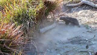 Honey Badger vs Crocodile who will win [upl. by Ettennil]