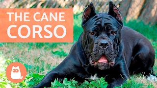 All About the CANE CORSO  Traits and Training [upl. by Helse]