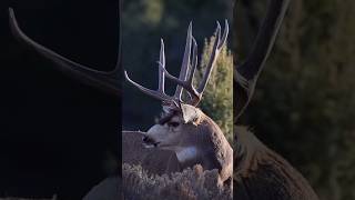 Monster Muley Bucks A Size Comparison [upl. by Derriey]