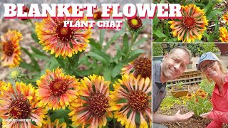 Blanket Flower Care  Gaillardia Plant Chat [upl. by Repotsirhc]