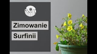 Zimowanie i przechowywawnie surfinii i petunii [upl. by Hammock]