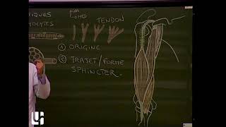 Anatomie générale 2  Anatomie générale des muscles myologie General anatomy of muscular system [upl. by Strep937]