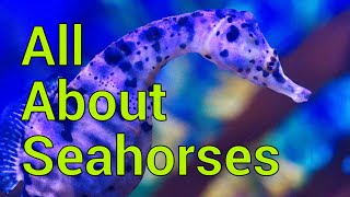 All About Seahorses  Tank setup Feeding Care and more [upl. by Nossah]