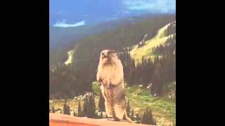 SCREAMING MARMOT 10 HOURS [upl. by Nomyad]