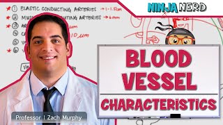 Cardiovascular  Blood Vessel Characteristics [upl. by Aay]