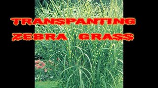 Transplanting zebra grass [upl. by Tsenre]