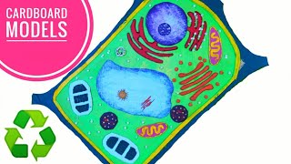 Easy Plant Cell Model Project  Step by Step [upl. by Ateuqirne]