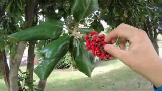 How to grow a Magnolia tree from seed [upl. by Akehsay]