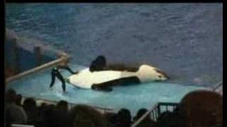 Seaworld gone wrong [upl. by Anitsyrc744]