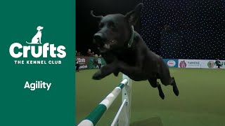 International Invitation Agility  ​Crufts 2022 [upl. by Slin614]