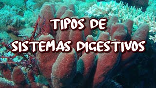 Tipos de sistemas digestivos [upl. by Ettedualc]