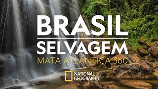 BRASIL SELVAGEM  Mata Atlântica  360 [upl. by Yesrod]