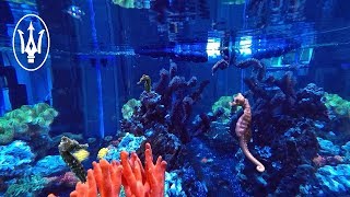 120 Gallon Seahorse Aquarium Showcase [upl. by Karina74]