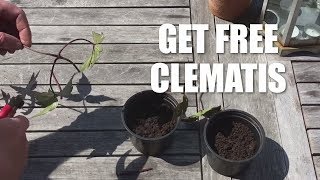 How to take cuttings from a clematis [upl. by Yramanna493]