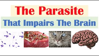 Toxoplasmosis The Parasite That Reduces Brain Functioning amp Where It Comes From [upl. by Eggett]