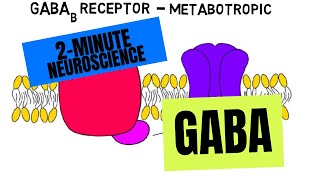 2Minute Neuroscience GABA [upl. by Arbas225]