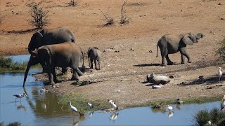 quotTHE WATERHOLEquot at Victoria Falls Safari Lodge Zimbabwe Africa [upl. by Nomi]