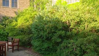 Cornus racemosa  Grey Dogwood [upl. by Anna]