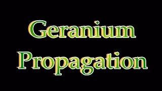 Easy Geranium Propagation [upl. by Annasus]