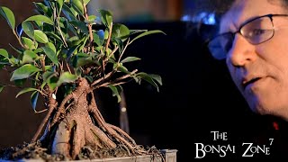 Pruning My Ginseng Ficus Bonsai The Bonsai Zone Dec 2020 [upl. by Farnham298]