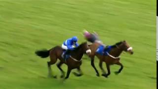 Horseracing thrills amp spills compilation [upl. by Vassell]