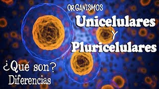 🌐 Organismos UNICELULARES y PLURICELULARES Fácil y Rápido  BIOLOGÍA [upl. by Soloma]