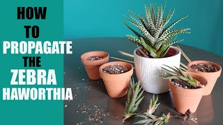 ZEBRA HAWORTHIA PROPAGATION  How to propagate The Zebra Haworthia pups [upl. by Alvis691]