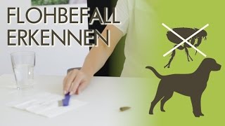 Flöhe beim Hund  Wie erkenne ich Flohbefall [upl. by Yeclek]