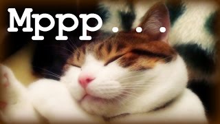 Умиротворяющее Мурлыканье  If you love cats [upl. by Assennev610]