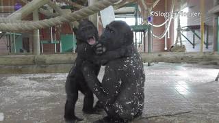 Lope The Gorilla Is Getting Bulldozed By His Gran [upl. by Rola378]