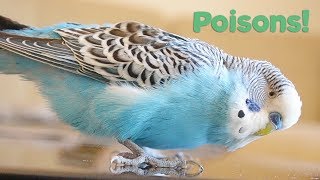 What Foods are Poisonous to Birds  Budgie Care [upl. by Nide399]