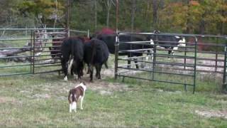 Border collie Ruabinn Penning Cattle [upl. by Mllly]