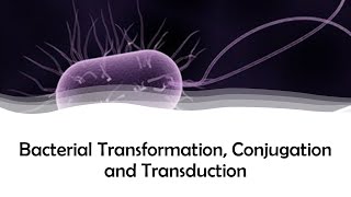 Bacterial Transformation Conjugation and Transduction [upl. by Jannel184]